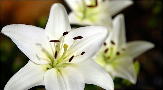 White flowers