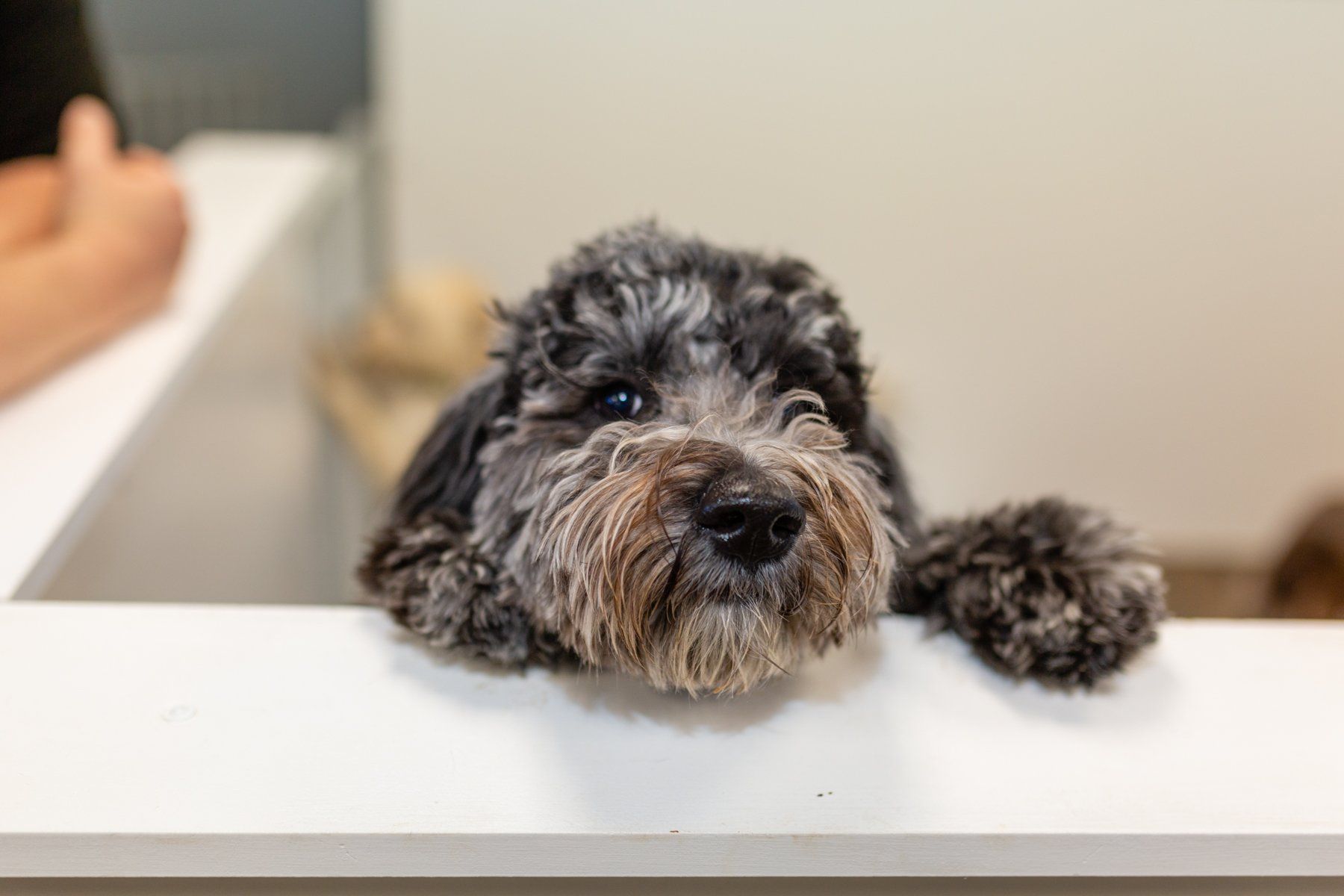 Pet_quest_dogs