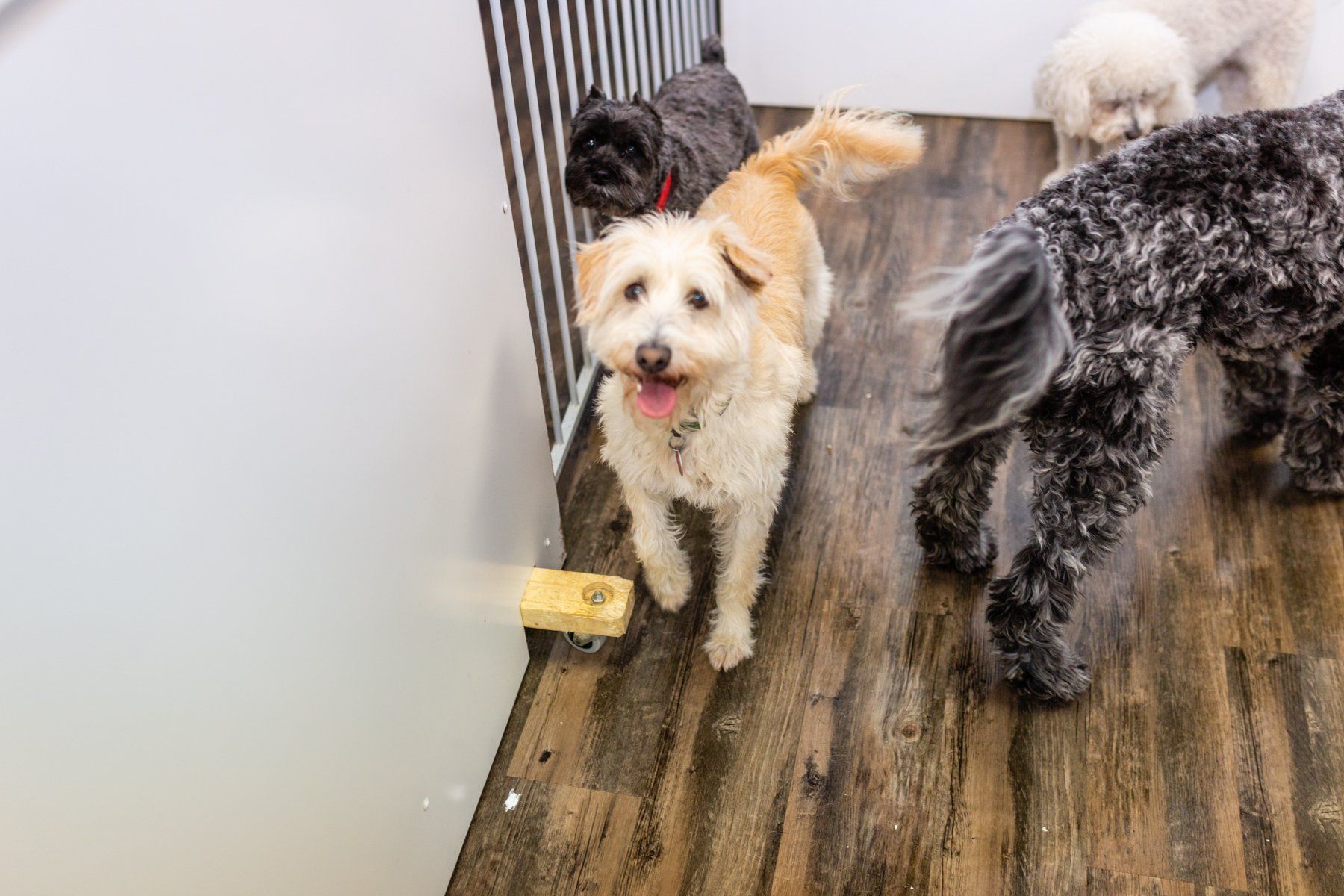 Pet_quest_dogs