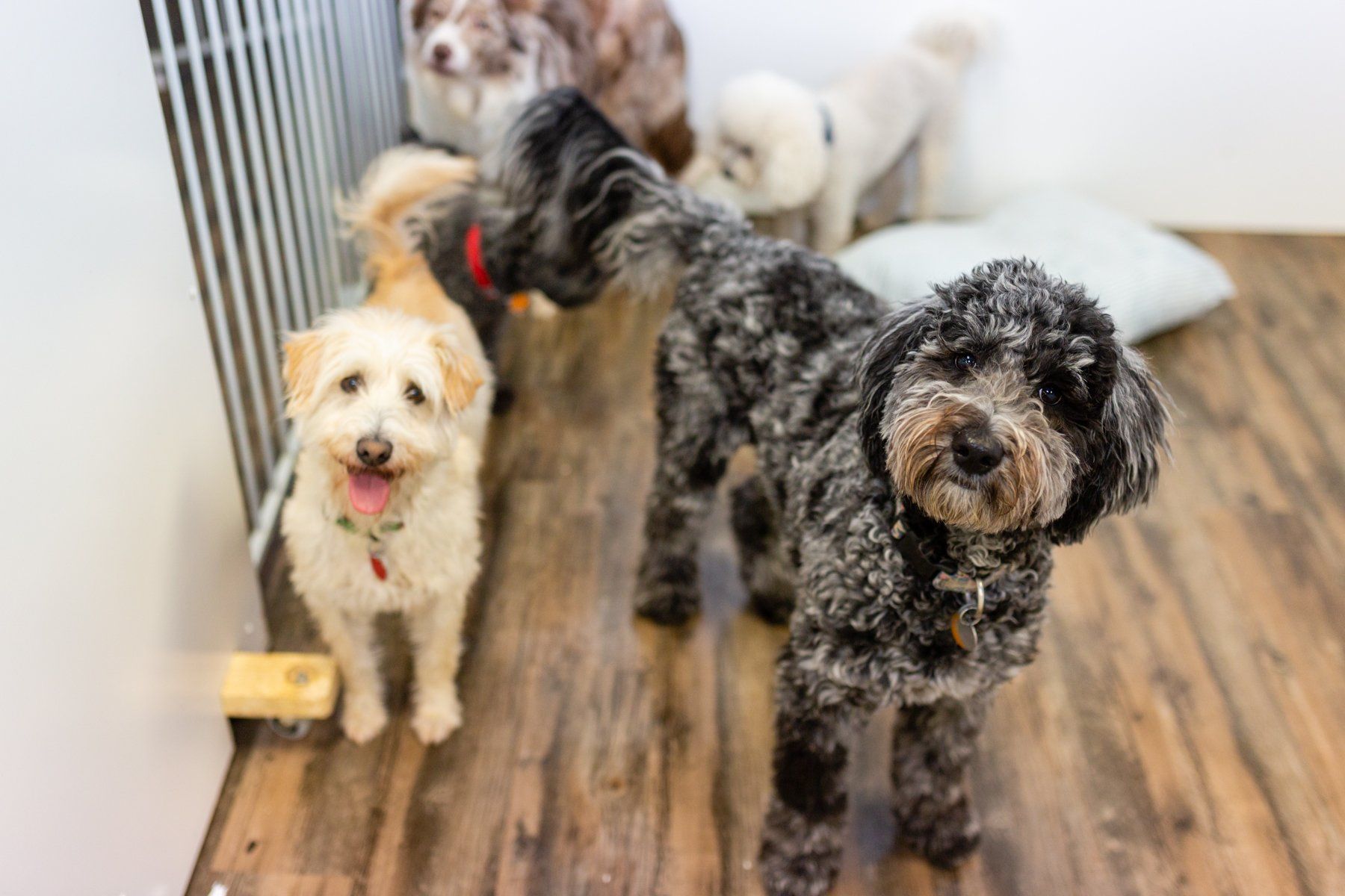 Pet_quest_dogs