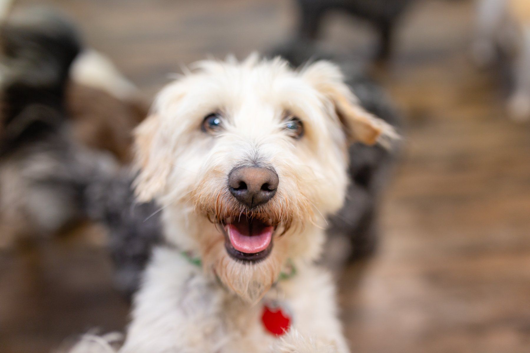 Pet_quest_dogs