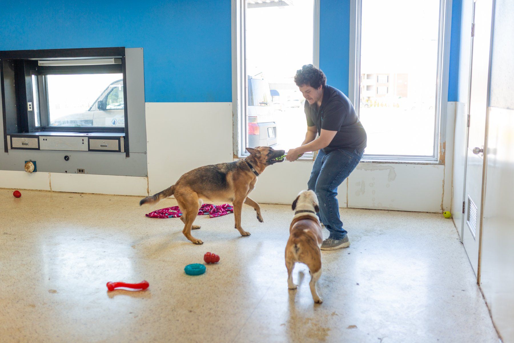 Pet_quest_dogs