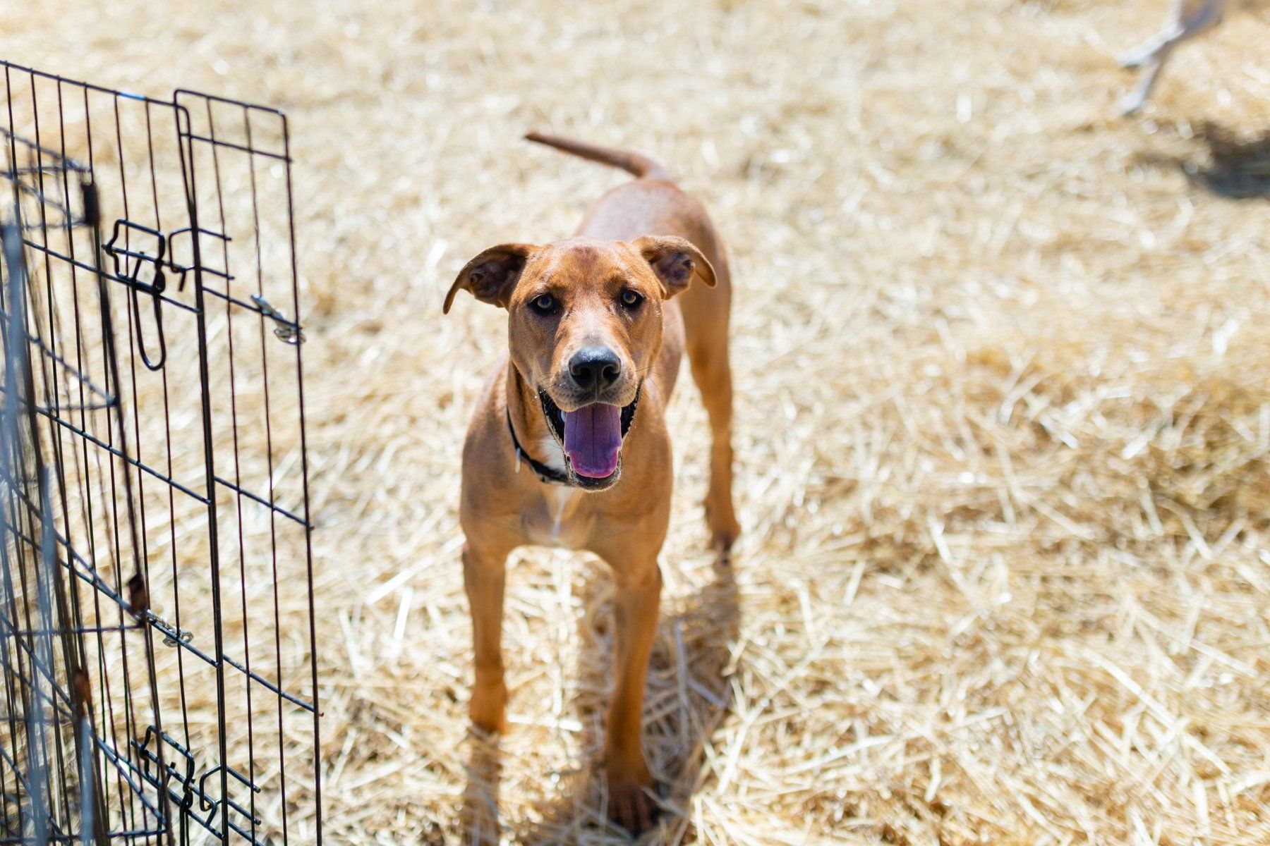 Pet_quest_dogs