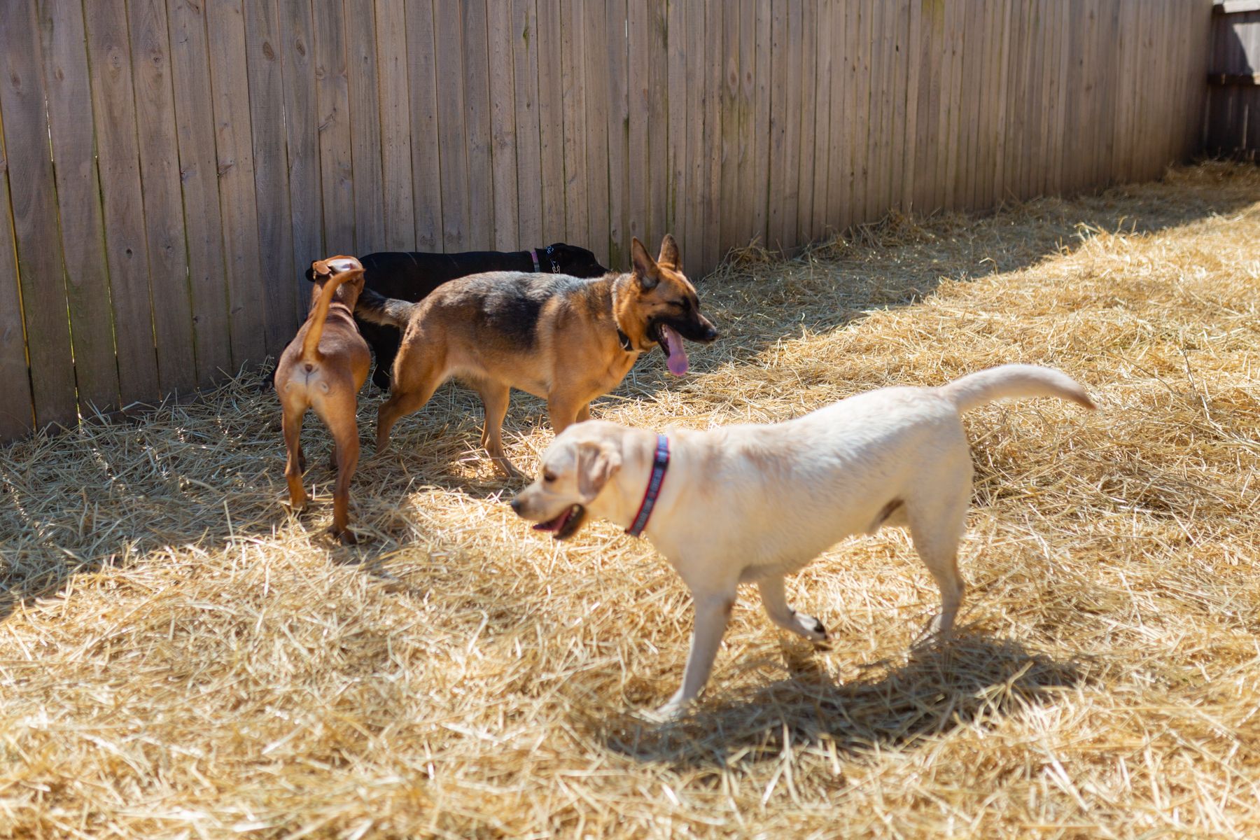 Pet_quest_dogs
