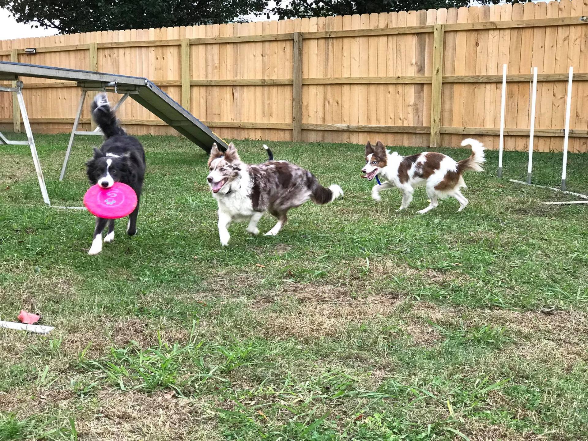 Pet_quest_dogs