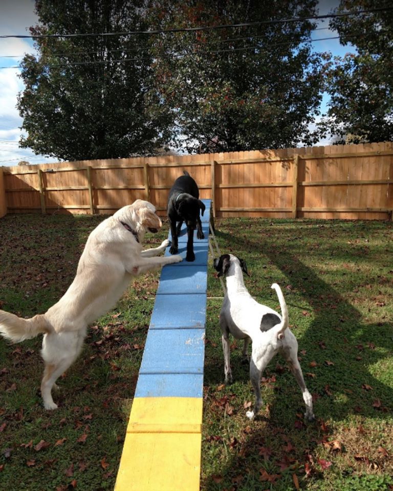 Pet_quest_dogs