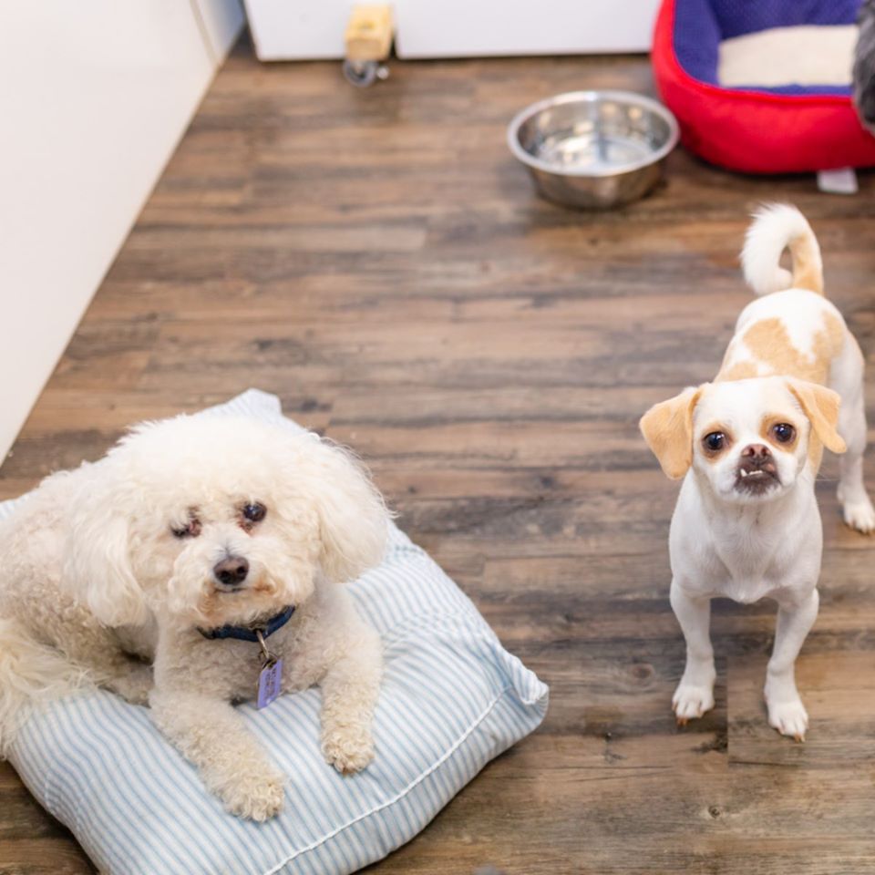 Pet_quest_dogs