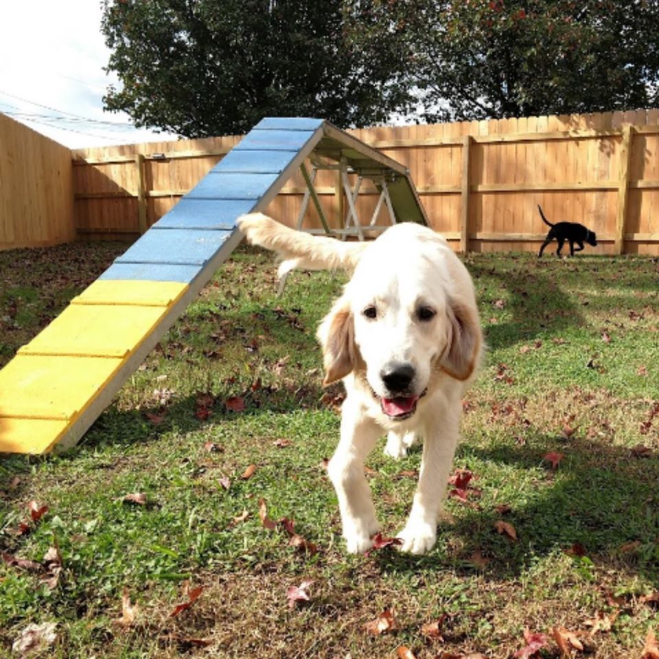Pet_quest_dogs
