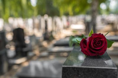 Red Rose Flower on a Grave — Chicago, IL — Chase and Werner, Ltd. Red Rose Flower on a Grave — Chicago, IL — Chase and Werner, Ltd.