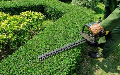 Moss control
