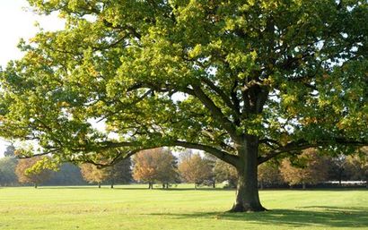 Tree preservation