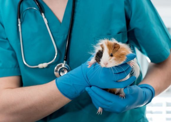 Veterinario durante la visita di una cavia