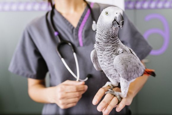 Pappagallo dal veterinario