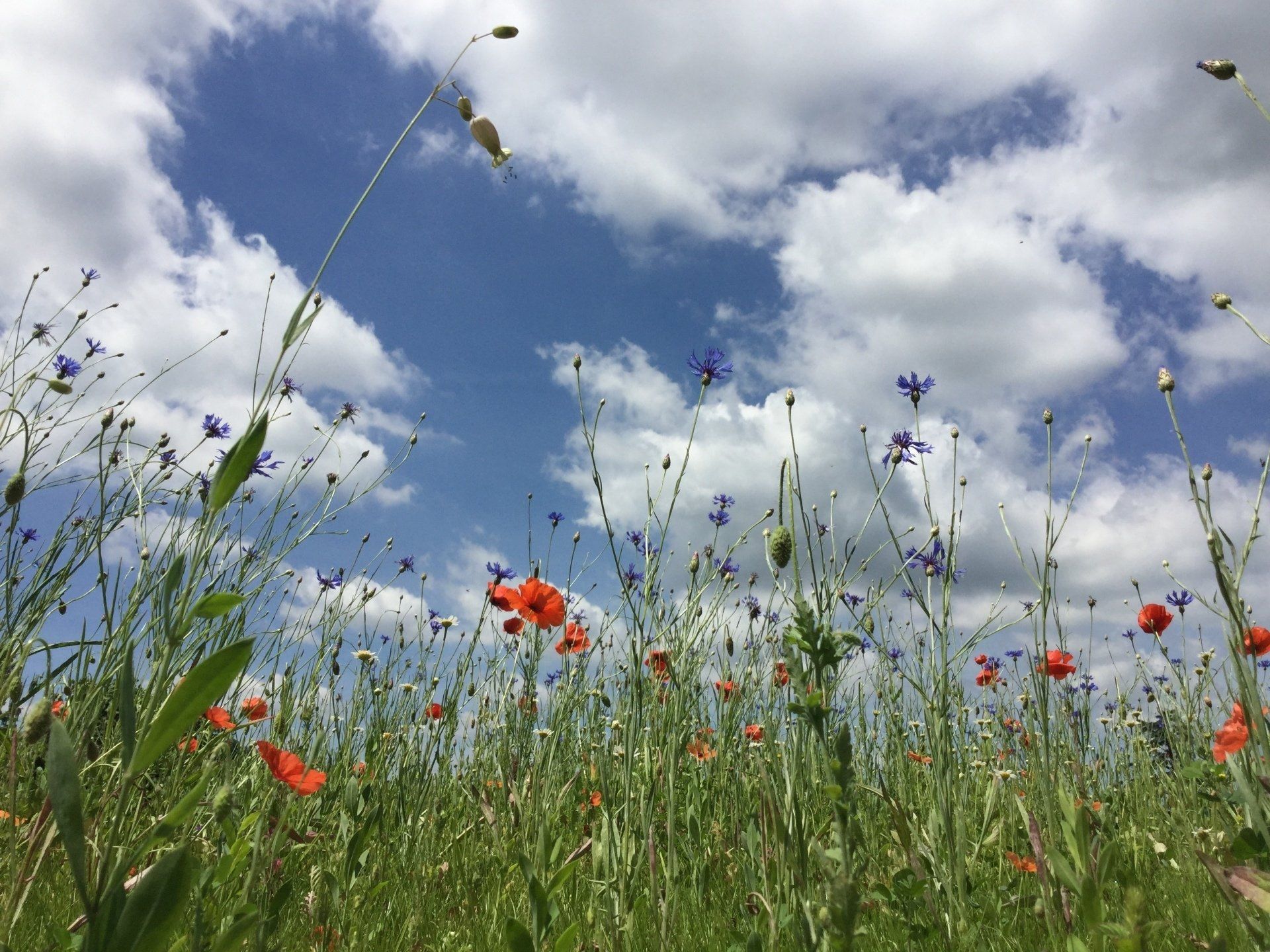Flora e fauna della Casetta Fausano