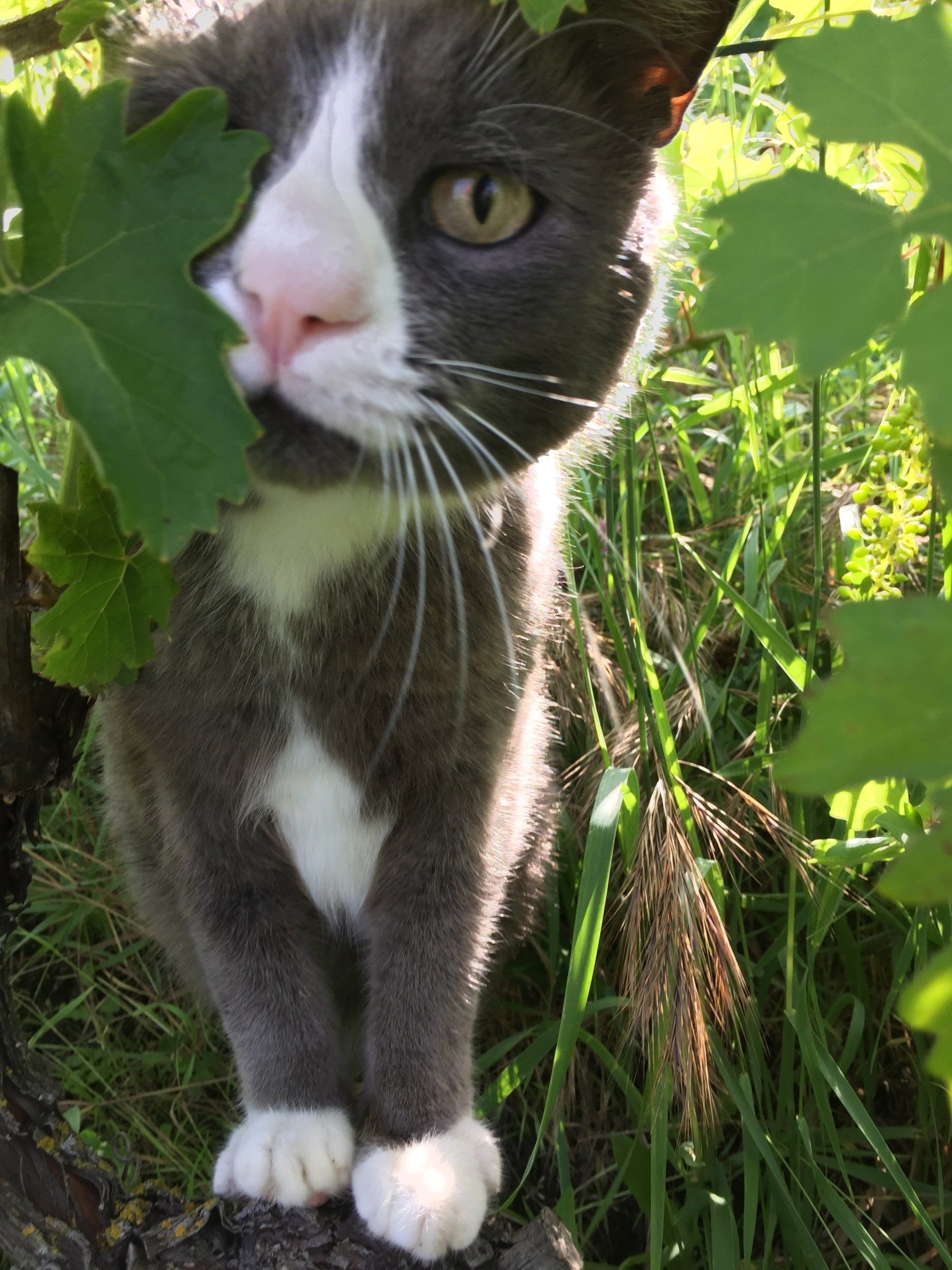 Gatti in campagna