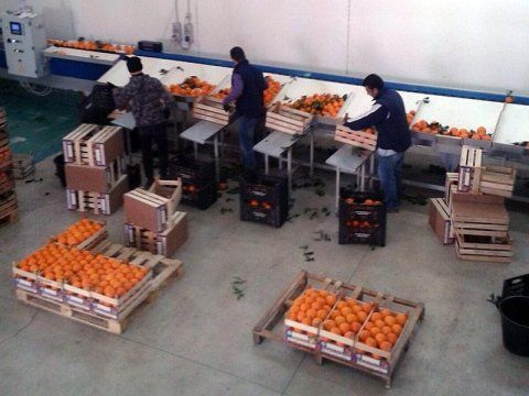Vendita all'ingrosso frutta Vendita all'ingrosso frutta