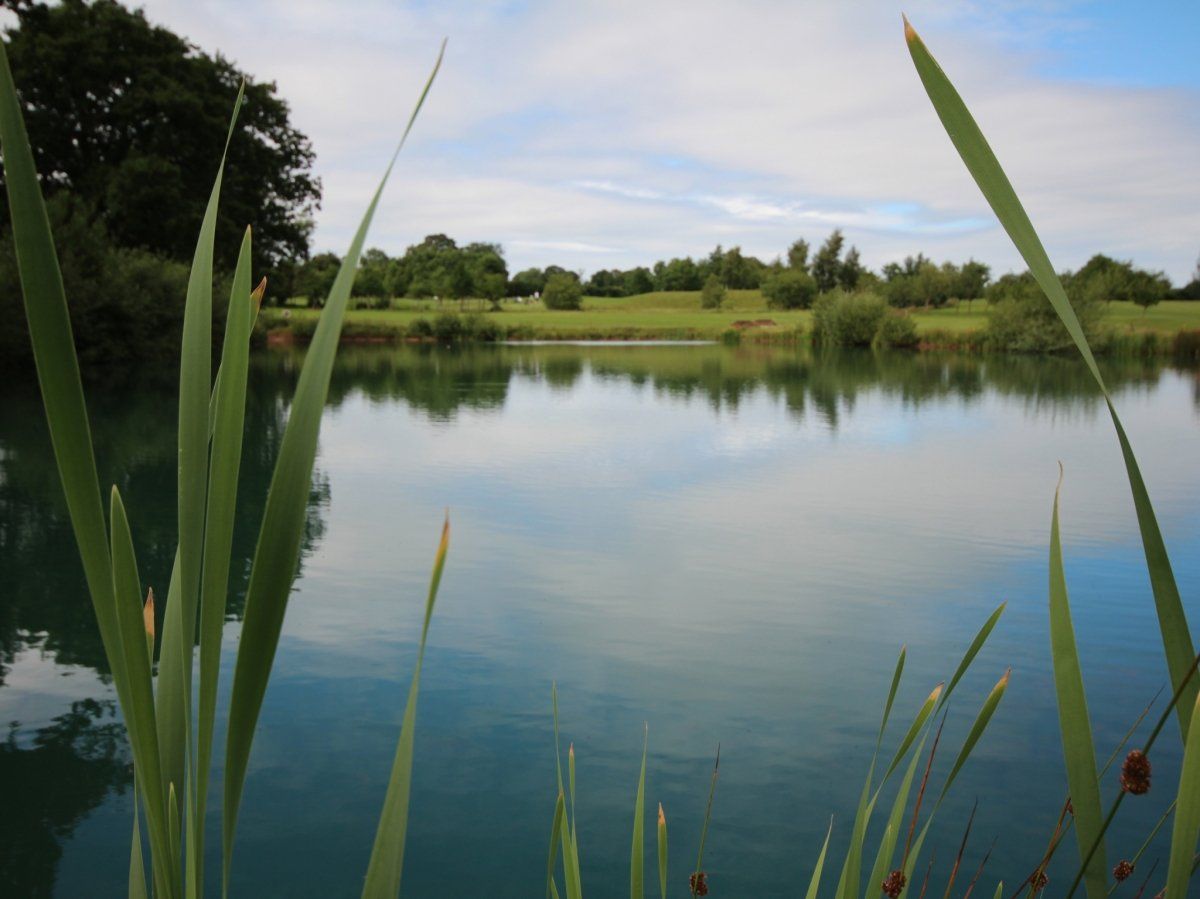 A lake with tall grass in the foreground and trees in the background