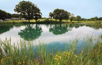 Two trees are reflected in the water of a lake