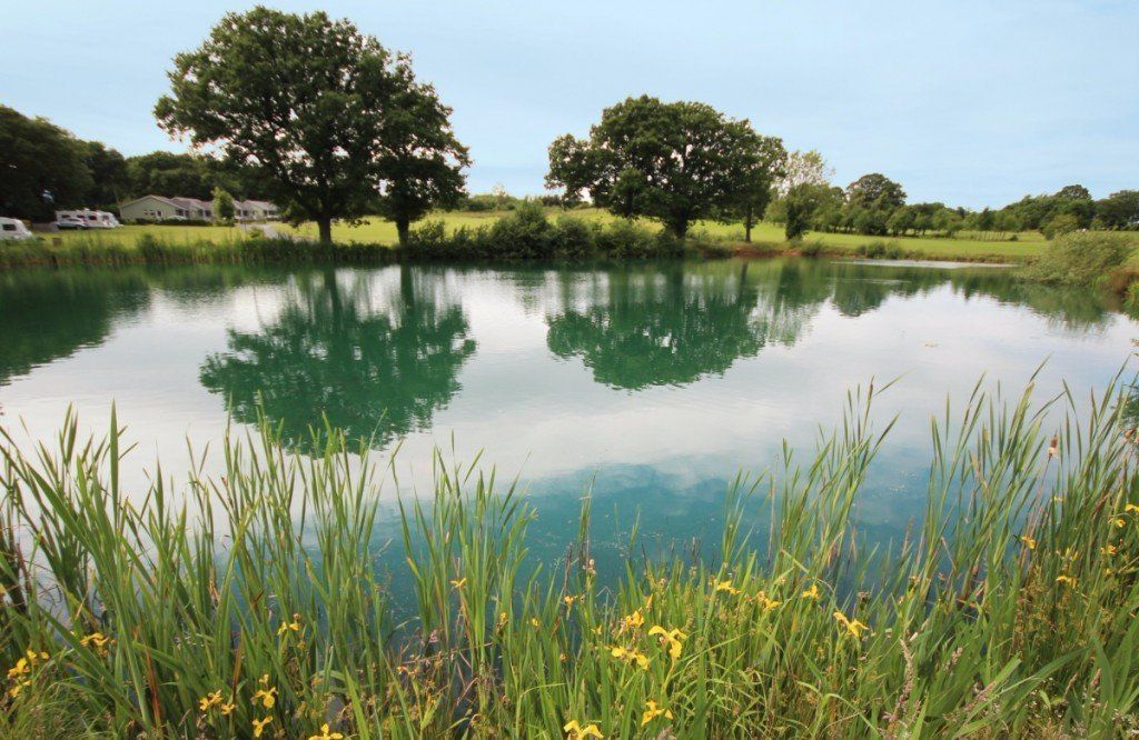 Two trees are reflected in the water of a lake