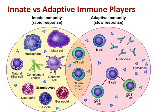 Venn diagram showing immune system cells involved in autoimmune arthritis. Left circle shows innate immunity (macrophages, mast cells) that cause inflammation. Right circle shows adaptive immunity (T cells, B cells) that produce autoantibodies attacking joints.
