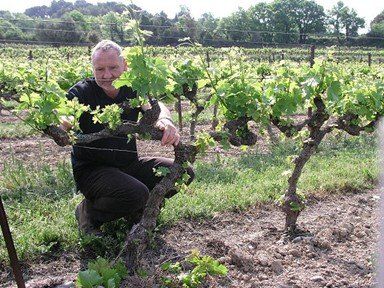 Bernardins muscat