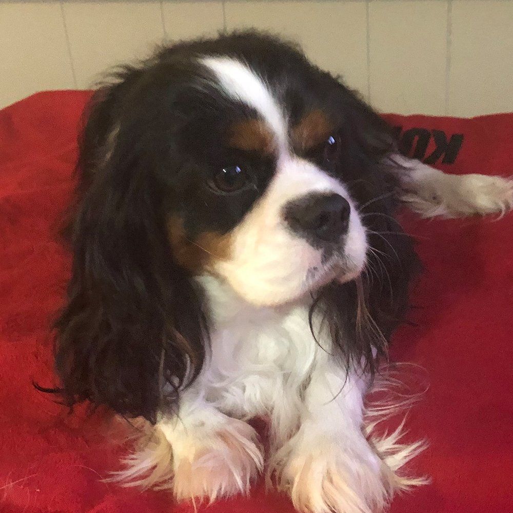 Cavalier King Charles Spaniel Breeders in Lavonia, Georgia