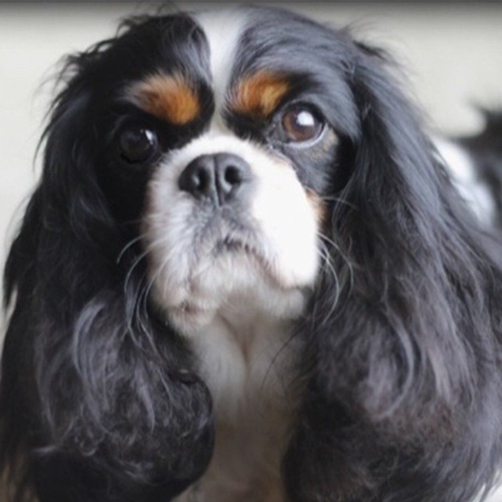 Cavalier King Charles Spaniel Breeders in Lavonia, Georgia