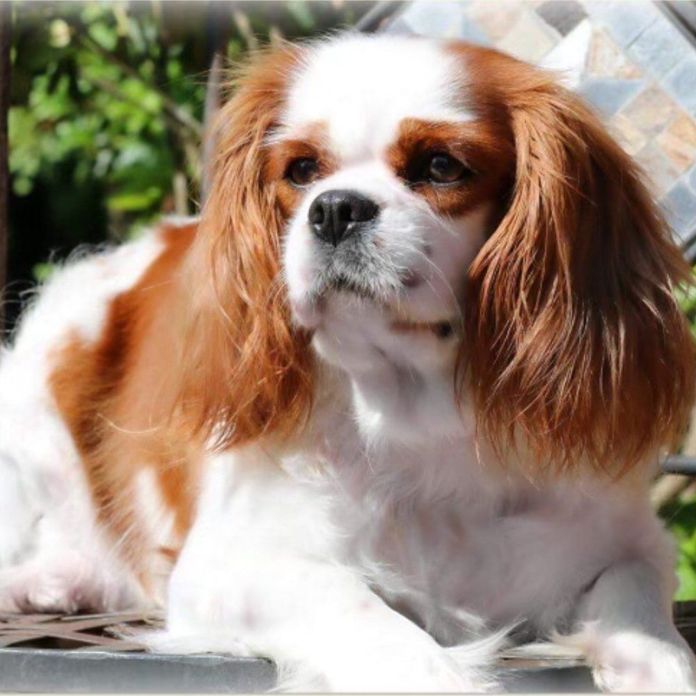 Cavalier King Charles Spaniel Breeders in Lavonia, Georgia
