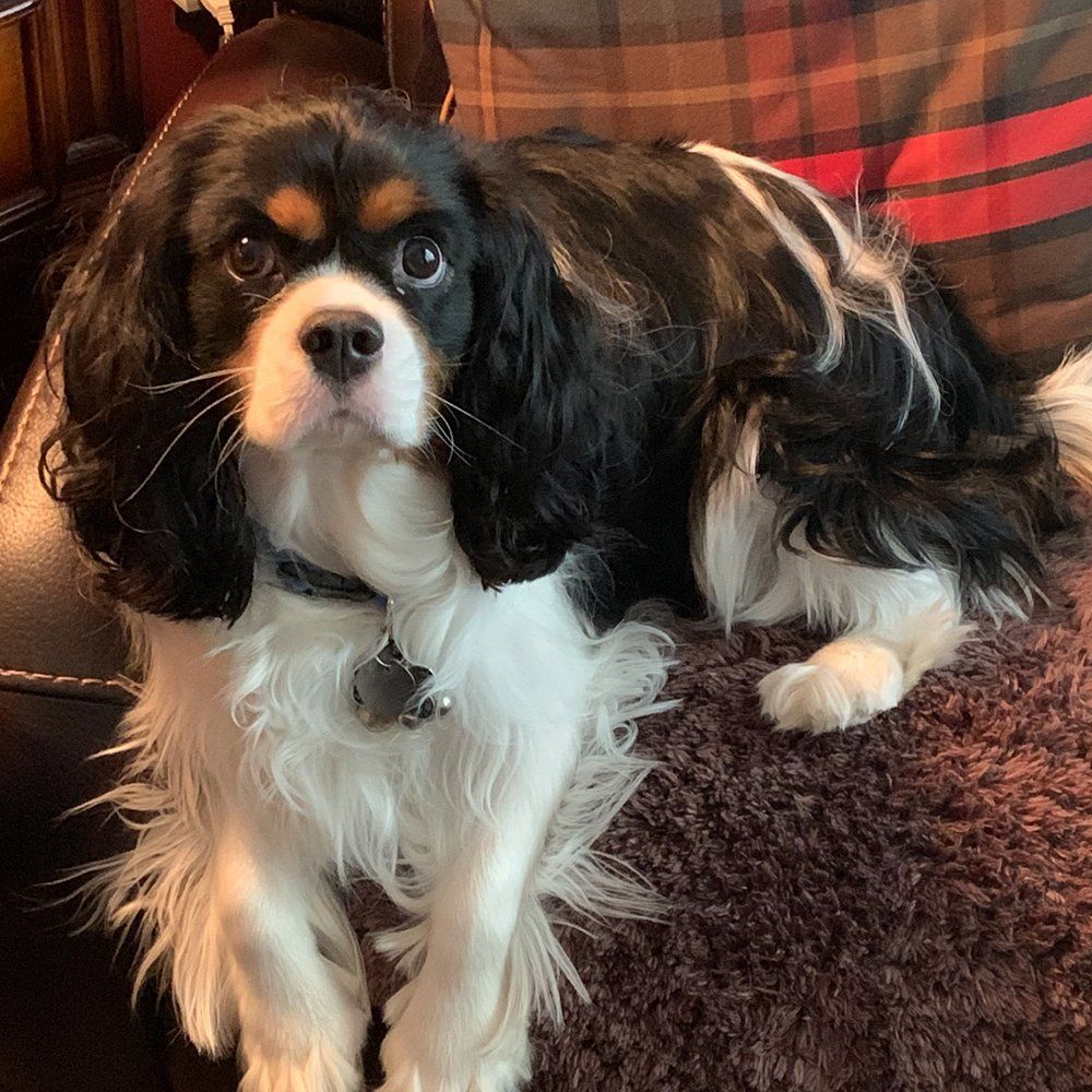 Cavalier King Charles Spaniel Breeders in Lavonia, Georgia