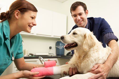 Veterinary clinic in San Angelo, TX