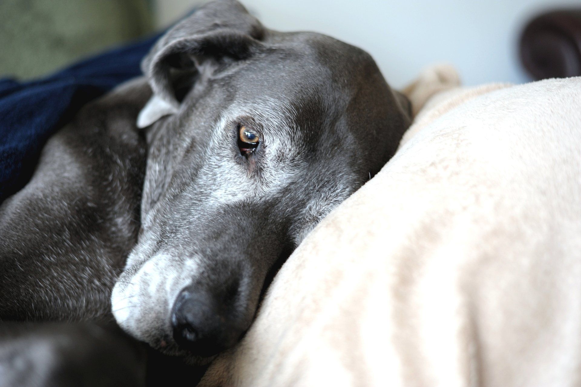 Pet Cremations San Angelo, TX