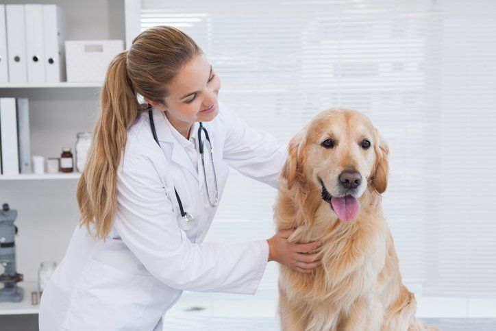 small animal veterinarian San Angelo, TX