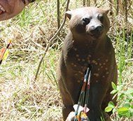 Brown Bear