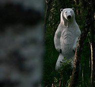 Polar Bear