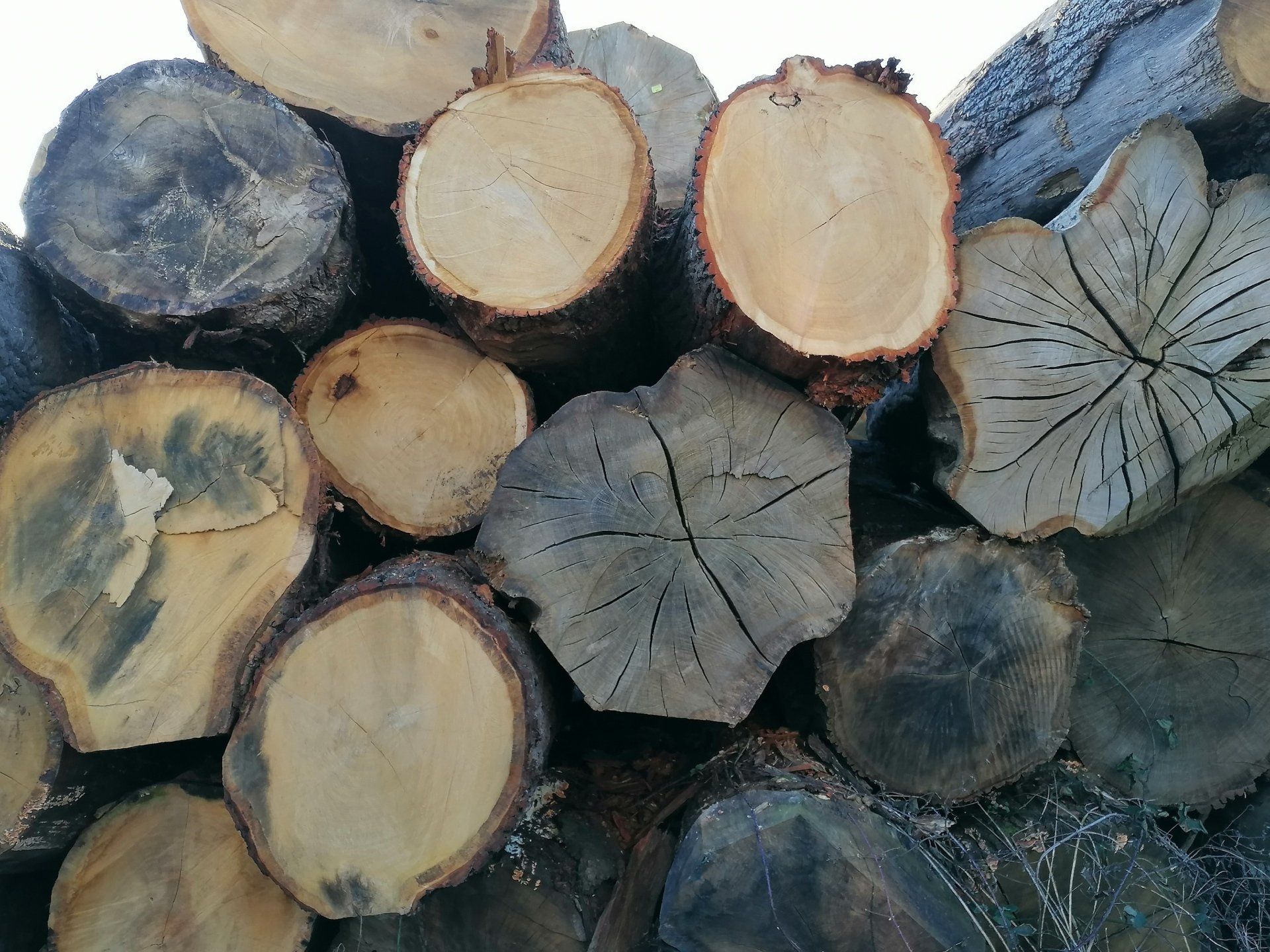 Oak Logs