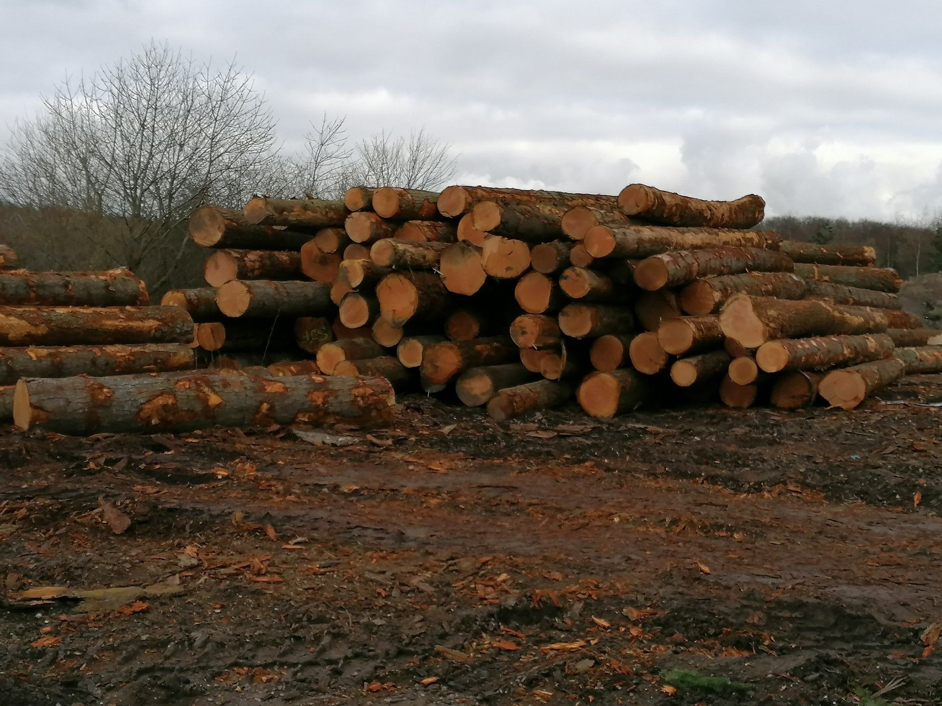 Douglas Fir Logs