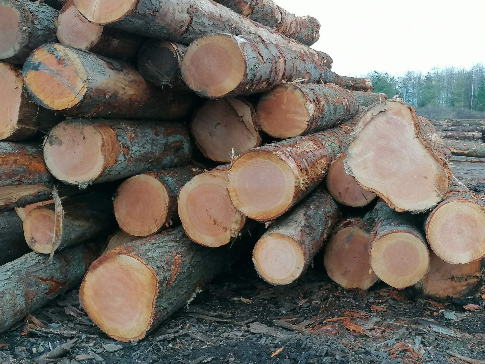 Douglas Fir Logs