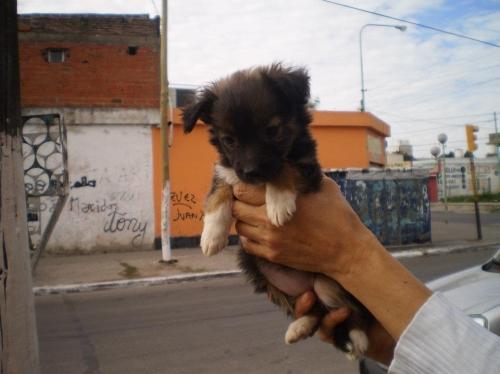 Calvo Veterinaria