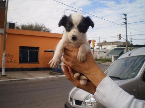Calvo Veterinaria