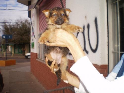 Calvo Veterinaria