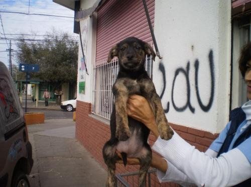 Calvo Veterinaria