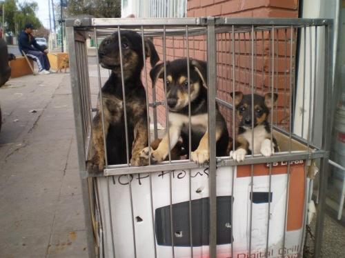 Calvo Veterinaria