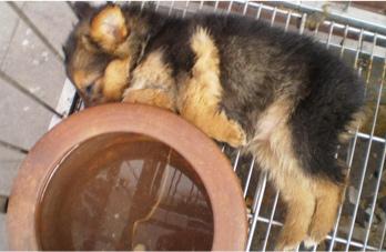 Calvo Veterinaria