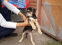 Calvo Veterinaria