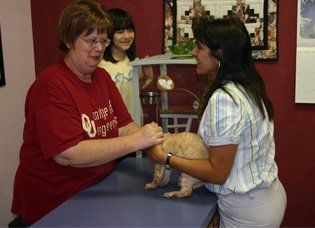 cat dental care cat dental care