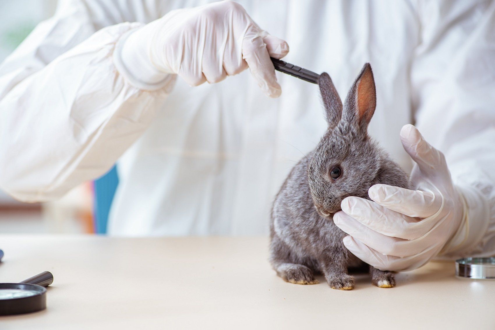 Vaccinazione per animali