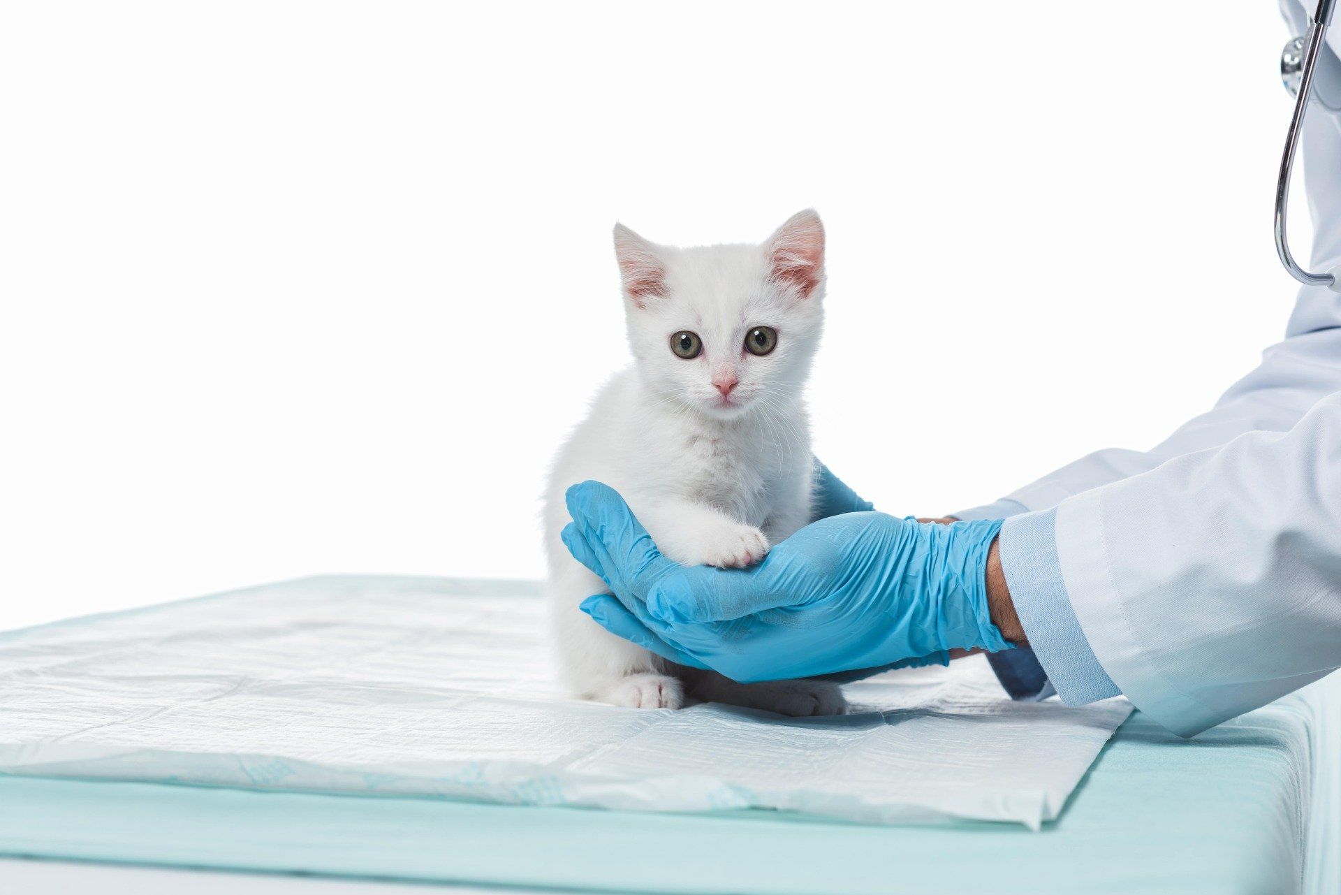 Vaccinazione per animali