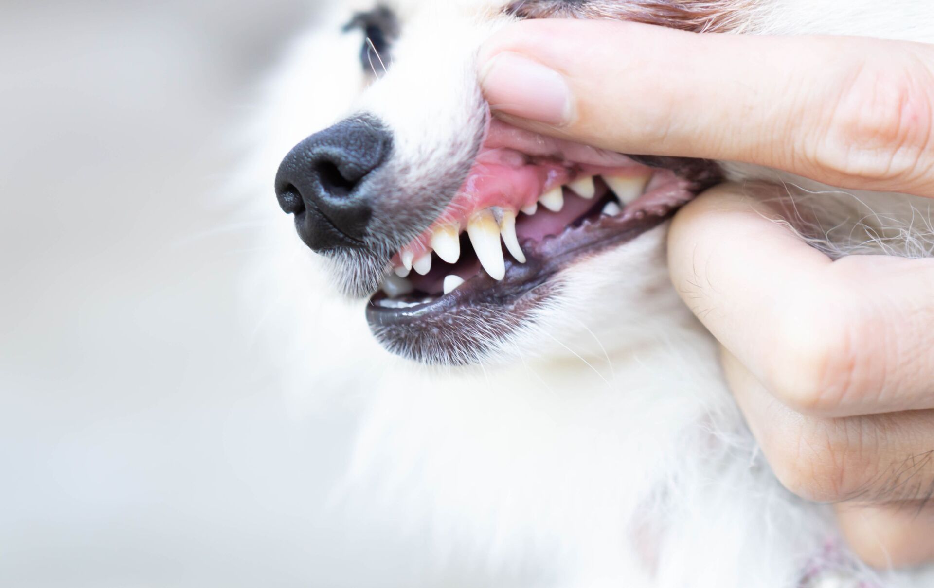 Trattamenti dentali per animali