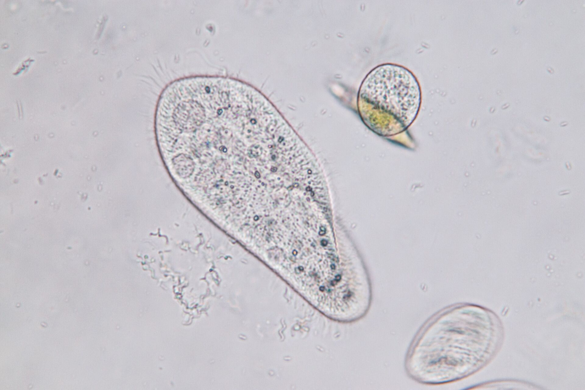 Laboratorio di analisi