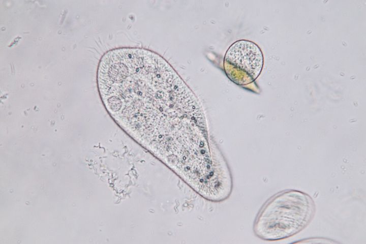 Laboratorio di analisi